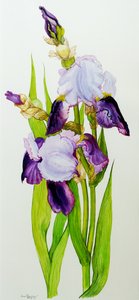 Mauve en paarse irissen met twee knoppen door Joan Thewsey